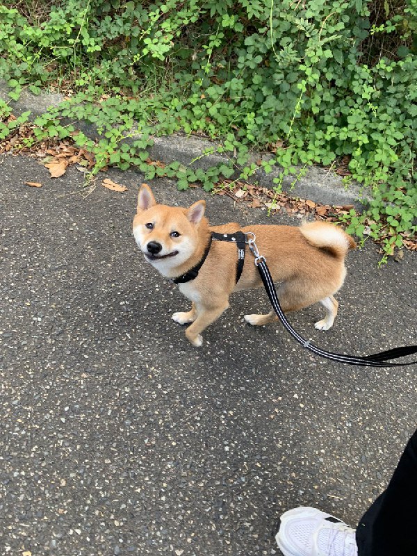 柴犬🐕ろく (@roku125shiba)