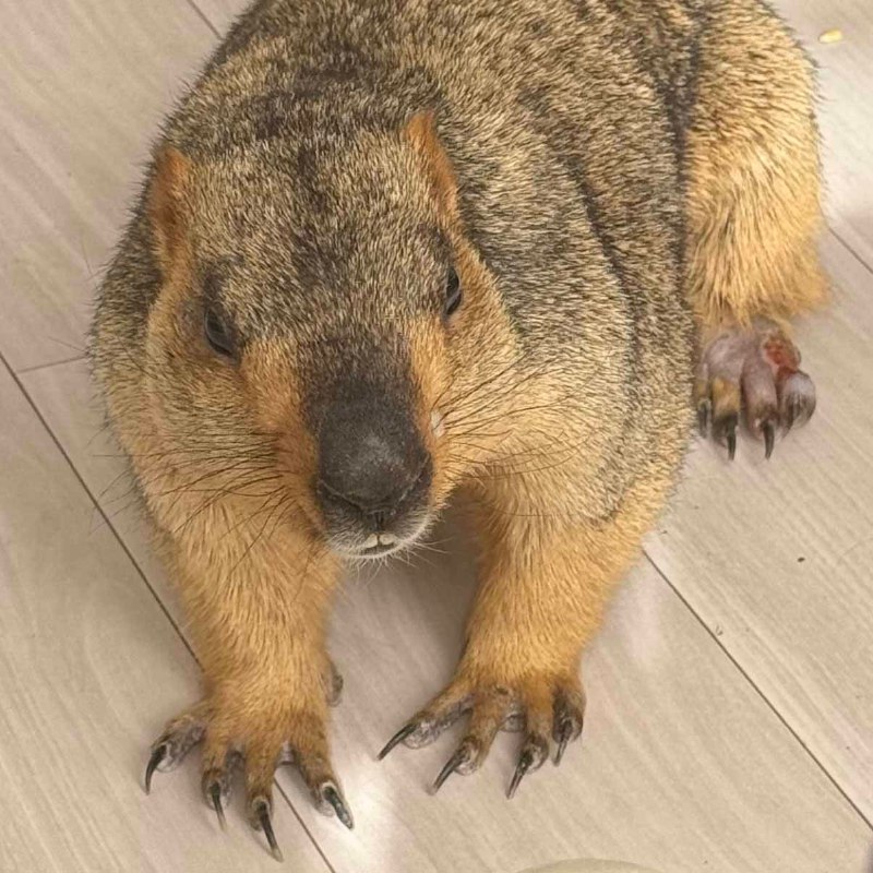 日本初の「マーモット村」　“癒やしのカフェ”の正体は…傷ついたマーモットの保護拠点　国を超えて過酷な環境から救出　今ではへそ天で眠る個体も｜まいどなニュース