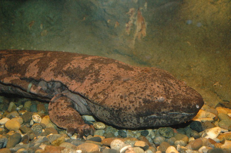 中国絶滅種のオオサンショウウオを日本で発見　東京と広島で飼育