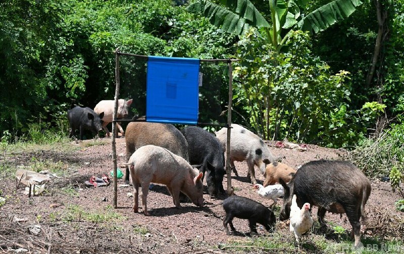 黒人女性2人を射殺してブタの餌に 白人農場主らを起訴 南ア