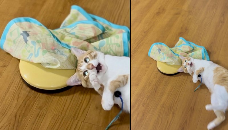 ちゃーちゃん (@alley_cat924)