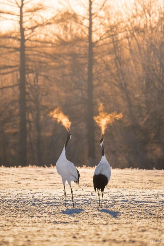「火を吹くタンチョウ」北海道で激写される　冬の朝日が生み出す光景に反響