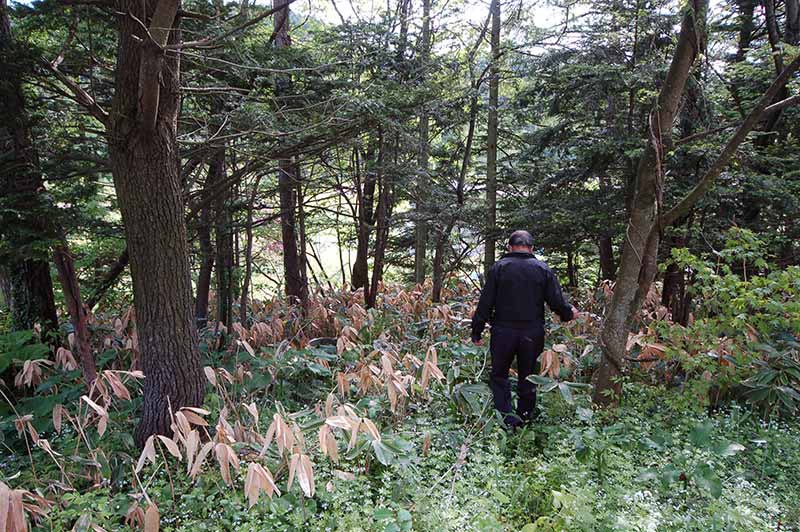 【事故記録】2018.8北海道砂川市猟銃所持許可取り消し事件　その3　砂川市駆除現場にて