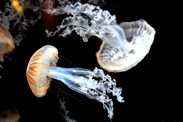 「触手」と「食指」はどう違うか