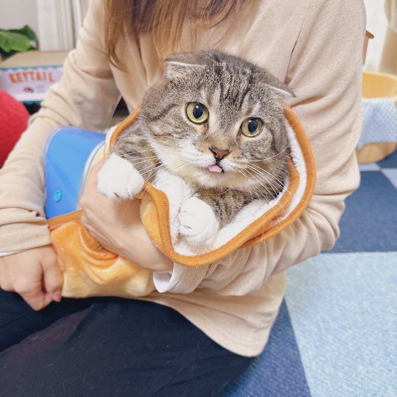 ねこぞー (@nekozo_cat)