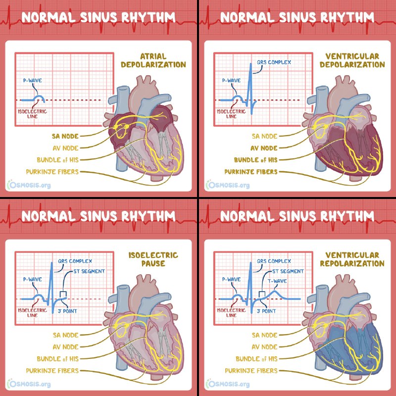 Osmosis from Elsevier (@OsmosisMed)