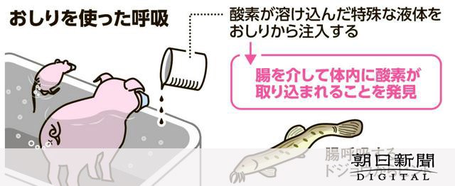 哺乳類がおしりで呼吸できるのを発見　今年も日本にイグ・ノーベル賞：朝日新聞