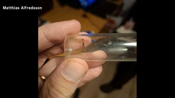 北欧アイスランドで初めて「蚊」発見　貨物と共に流入か　温暖化や物流増で新たな昆虫の増加も