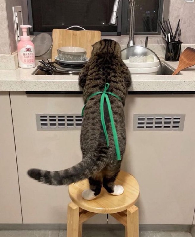 ねこやん (@tatuya01)