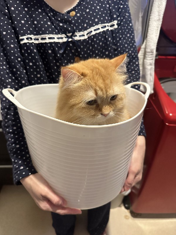 ネコランド (@NEKOLAND13)