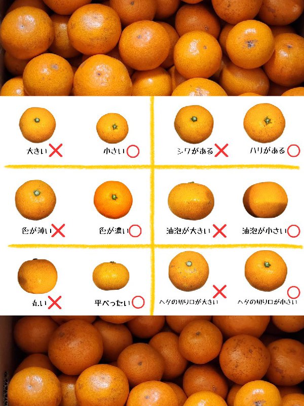 青髪のテツ｜野菜のプロ (@tetsublogorg)