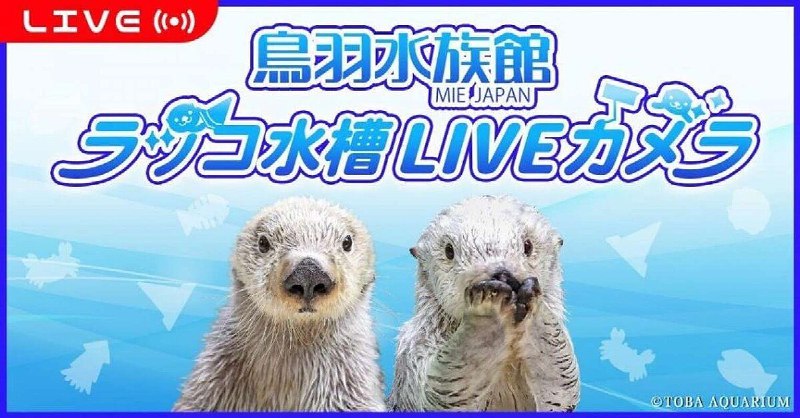 ラッコのキラ＆メイを24時間いつでも見られる！　鳥羽水族館のライブカメラにファン歓喜...大人気飼育員・石原さんも映るかも