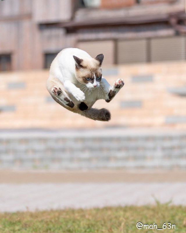 mah//自由猫写真🐈🐾 (@mah_63n)