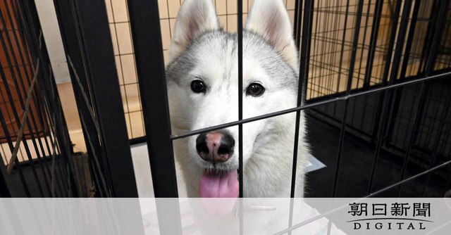 押収した犬猫80匹が行方不明　委託先の分裂騒動に県警は「想定外」：朝日新聞デジタル