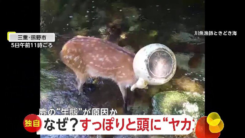 【独自】｢かわいそうよねぇ」鹿の頭に“やかん”がすっぽり　1時間にわたる格闘で救出…鉄分補給のためか　三重・熊野市