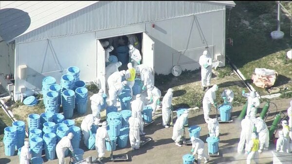 【速報】卵不足の“エッグショック”再来の危機…鳥インフル急増で農水省が初の緊急会議　鶏卵価格は４カ月連続上昇