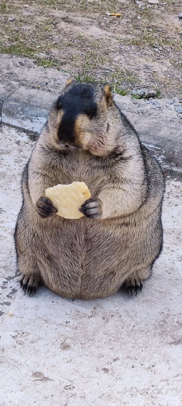 Mr.VE折太郎 (@monkeyalien)