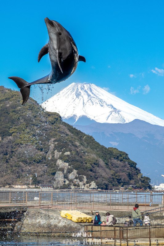 スカーレット@Photo (@Photo_Scarlet)