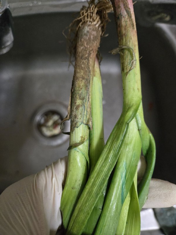 今天买的蒜苗里面又有几根是泡蓝矾的，大失误