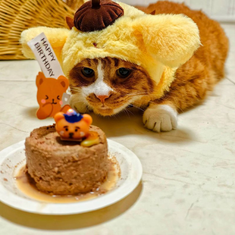 秋秋到家八年啦🎊（此处请忽略小胖子被举起来迫营业想刀人的眼神）不知道出生的具体日期，所以到家日就当生日来庆祝一下～也给叔叔姨姨们报个平安～能够跨过艰难的大手术劫难，健健康康活到现在，除了非常争气的秋秋自己还要感谢很多很多人，捡到灰头土脸团子的亲爹st，给秋秋做手术的医疗团队，还有这过程中给予了各种形式的关注、帮助、爱以及力量的你们