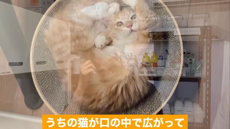 简单来说：用猫毛提取出精华然后喝掉了（