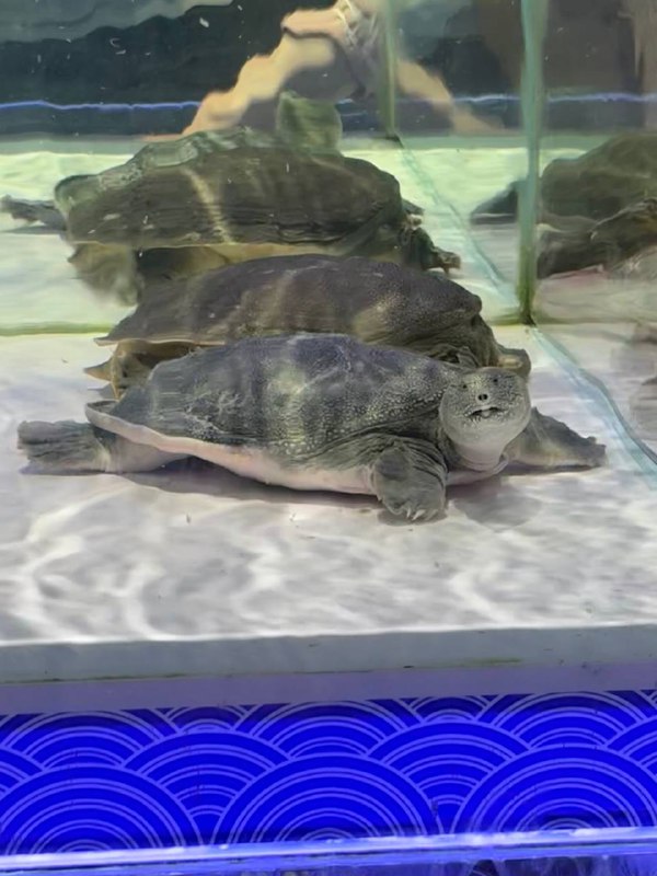 为什么超市的鱼池里有上了 5 天班以后牛马的自拍？这简直就是我😭