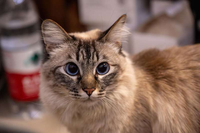 💭: ——————————📸: Nikon ℤ 8 / Nikkor ℤ 100-400mm f/4.5-5.6 VR S📝: 100mm, f/4.5, 1/80s, ISO 6400📅: 2026-01-13 21:26:29