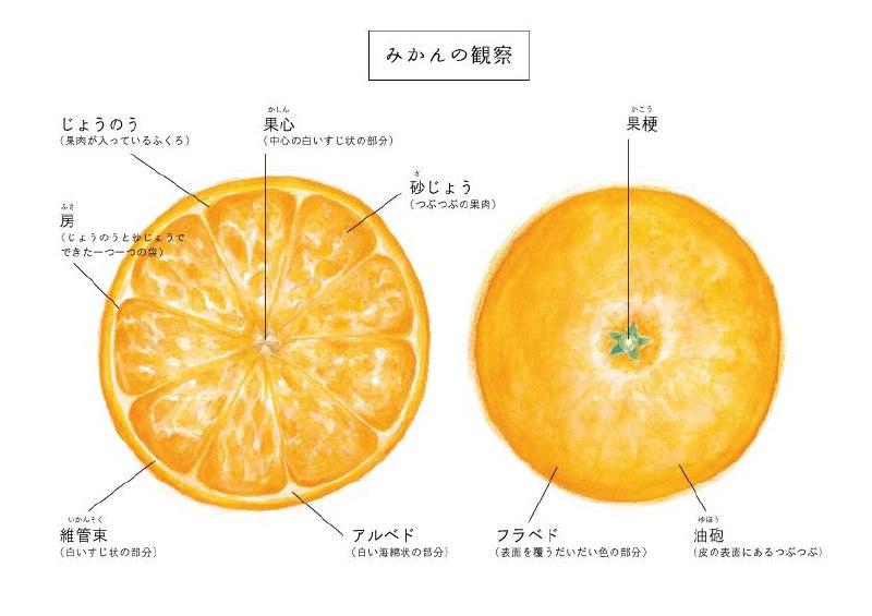 #TIL 很早我就在好奇柑橘里的这些部位怎么说了，但是一直没有去查中文里对应的表达现在倒是先把日语的叫法学会了😂怎么说呢，虽然好像是没什么用的知识，但是就像我重复过无数次的老话：翻译能力的上限是被翻译者的母语水平定义的