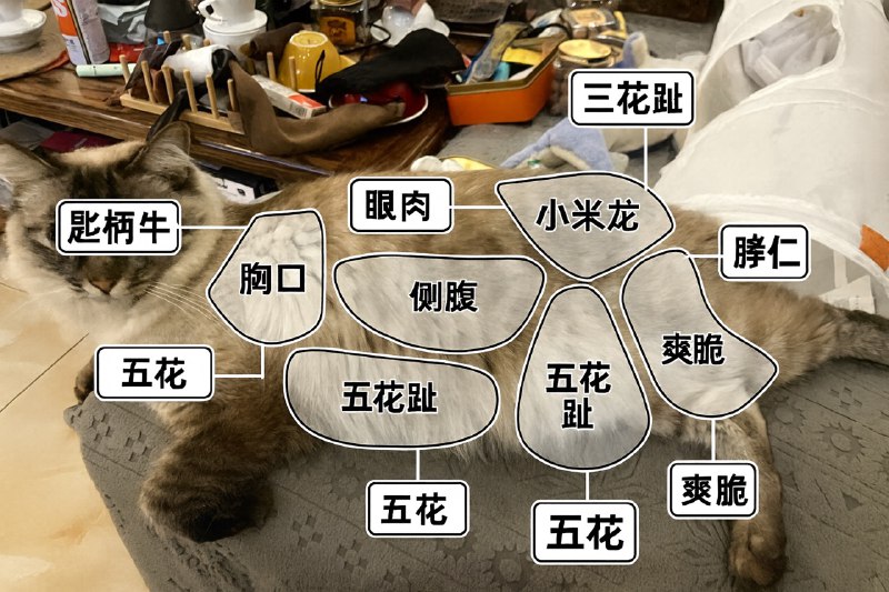 小薄荷还是七斤的样子