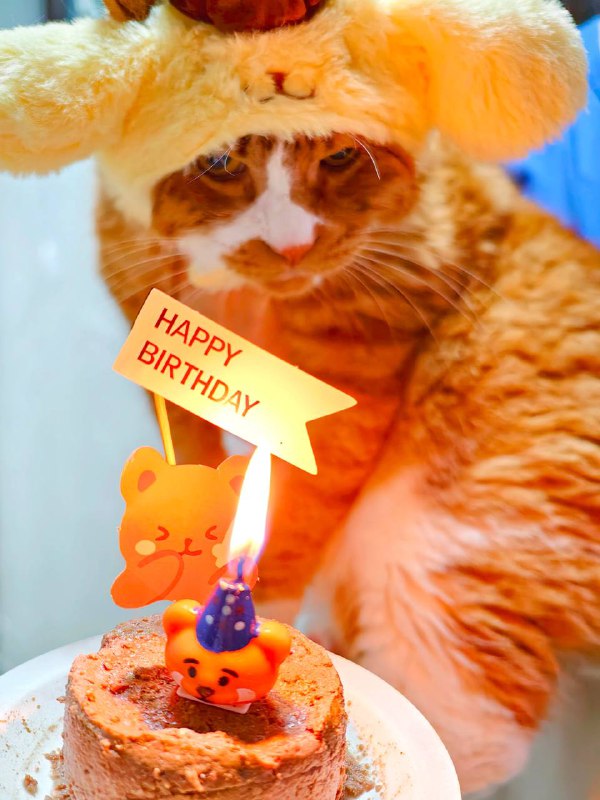 秋秋到家八年啦🎊（此处请忽略小胖子被举起来迫营业想刀人的眼神）不知道出生的具体日期，所以到家日就当生日来庆祝一下～也给叔叔姨姨们报个平安～能够跨过艰难的大手术劫难，健健康康活到现在，除了非常争气的秋秋自己还要感谢很多很多人，捡到灰头土脸团子的亲爹st，给秋秋做手术的医疗团队，还有这过程中给予了各种形式的关注、帮助、爱以及力量的你们