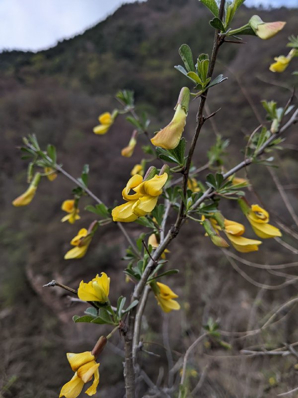 小熊猫的买菜之路