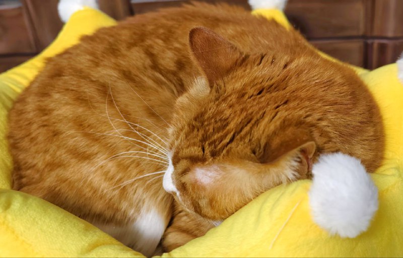 这种炸虾球铲屎官一口一个