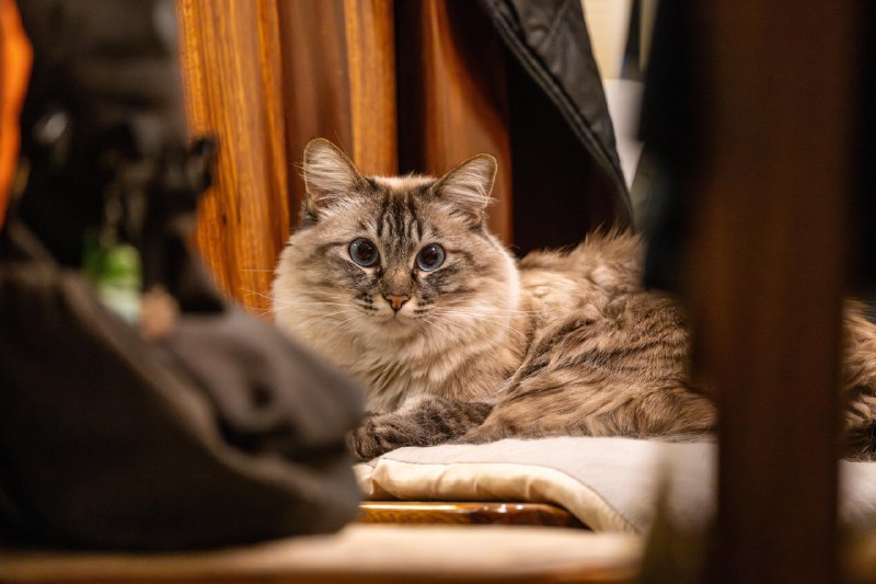 💭: ——————————📸: Nikon ℤ 8 / Nikkor AF-S NIKKOR 500mm f/5.6E PF ED VR📝: 500mm, f/5.6, 1/60s, ISO 12800📅: 2026-01-12 18:30:00